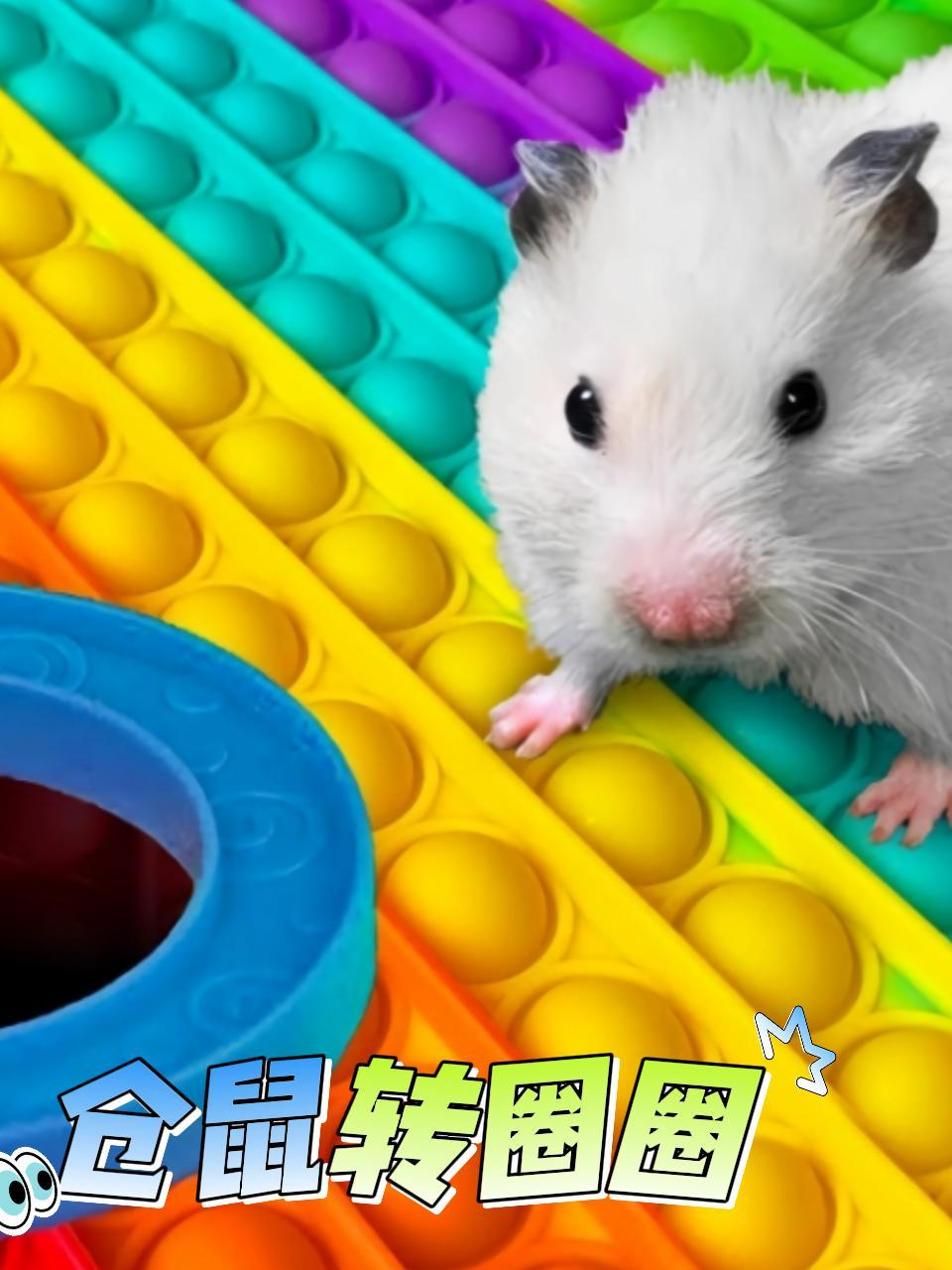 仓鼠转圈圈